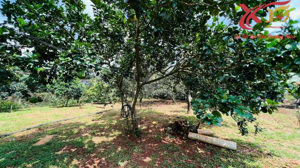 Bán đất vườn xã Hàng Gòn TP Long Khánh 