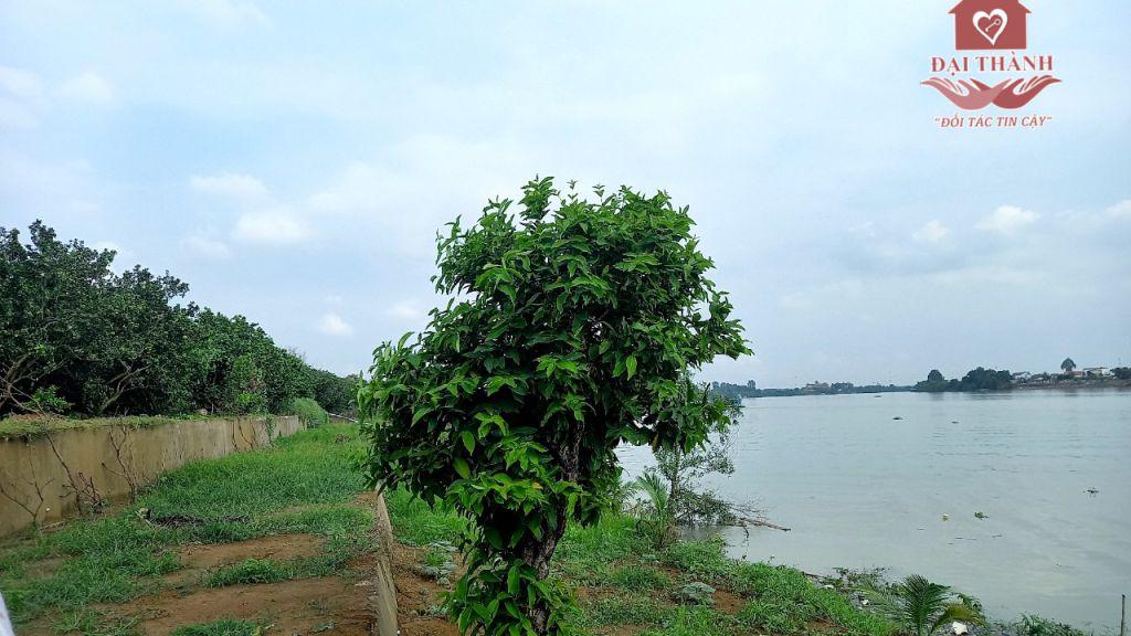 Bán vườn bưởi view sông xã Bình Lợi vĩnh cửu Đồng Nai 